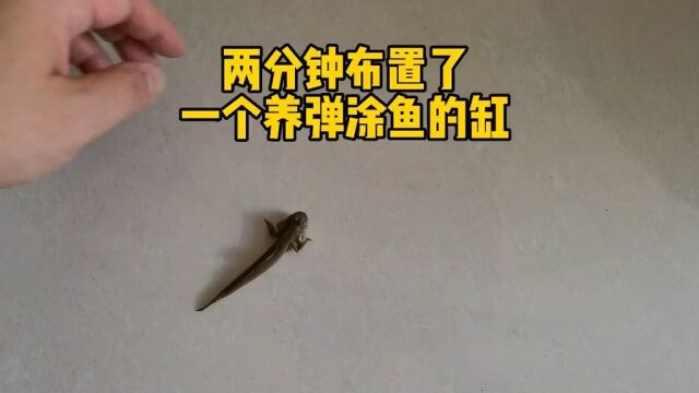 弹涂鱼应该如何饲养