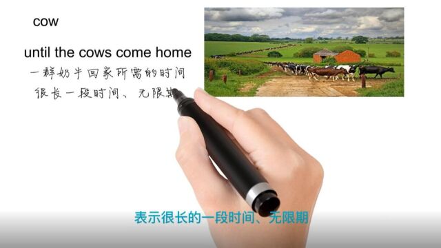 英语思维解密,为什么until the cows come home表示很长一段时间无限期,轻松学英语