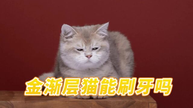 金渐层猫能刷牙吗?