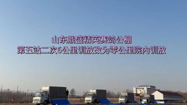 山东鼎盛精英赛鸽公棚第五站二次6公里训放改为零公里院内训放