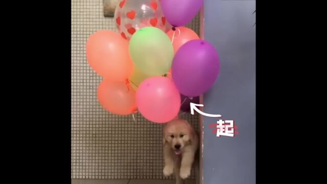 狗狗们的日常搞笑生活合集