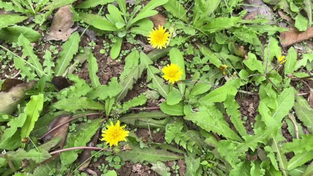 田间常见的普通野草,没想到其价值非常高,随视频来了解认识一下