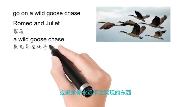 英语思维解密,为什么a wild goose chase表示徒劳,轻松学英语