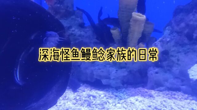 深海怪鱼鳗鲶的家族日常