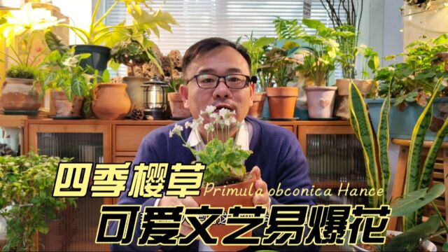 四季樱草已经开花,但还是比较危险,还得继续长根