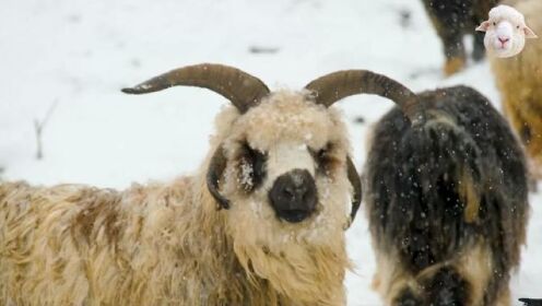 长着四只角的羊，还真有这样的品种，优点缺点都很多 #羊 #四角羊 #山羊 #绵羊 #羔羊 #农业农村 #养羊