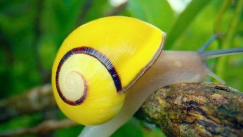 颜色这么漂亮的蜗牛壳是怎么形成的？这会增加被捕食的危险吗？
