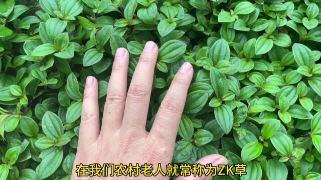 农村不起眼的“止咳草”,很多人都还不认识,一起来了解一下