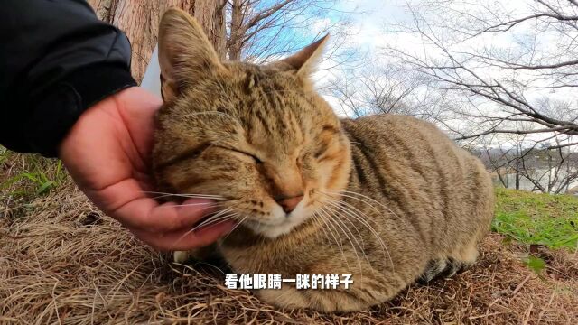 没有人能抗拒这种喜欢被撸的大肥猫吧!