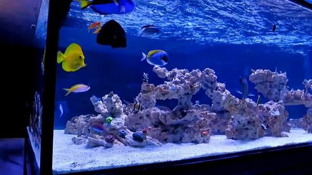 #海水鱼珊瑚 #海缸日记 #海洋生物 #玻璃缸中的大自然 #蓝色治愈系