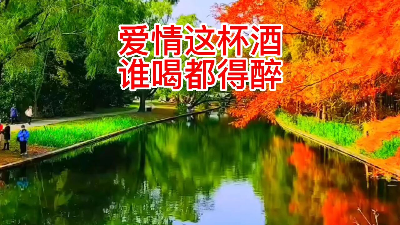 爱情这杯酒谁喝都得醉#经典老歌 #音乐 #伤感情歌