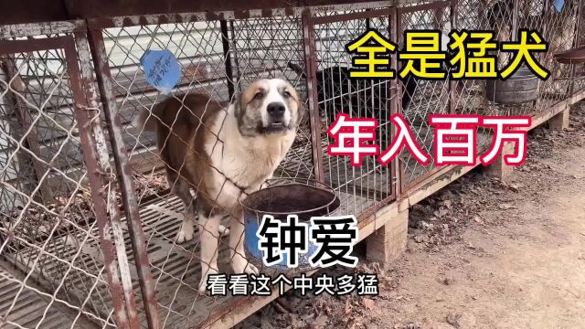 痴迷大型猛犬,吃住都在狗场,狗场便是家,大哥靠养狗年入百万