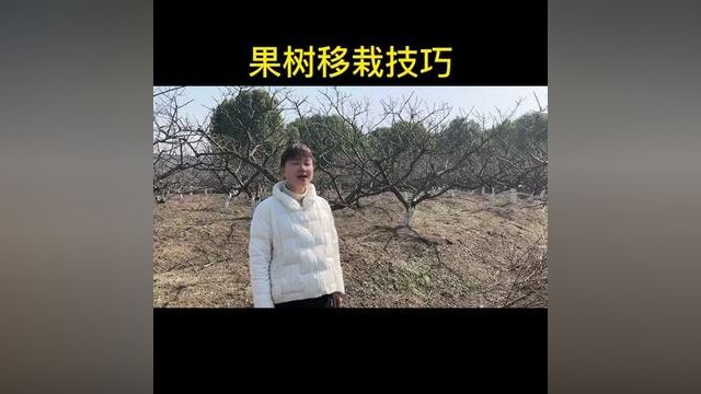 果树什么时候移栽最好呢?今天我就跟大家讲解一下,果树移栽要点.#乡村守护人 #乡村振兴 #果树种植