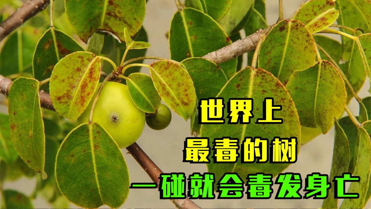 世界上最毒的树!虽然外表漂亮,但毒性极强,见血封喉!_高清1080P在线观看平台_腾讯视频