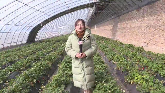 这么近 那么美 周末到河北|正定塔元庄同福生态庄园:满园尽是草莓香 休闲娱乐好去处