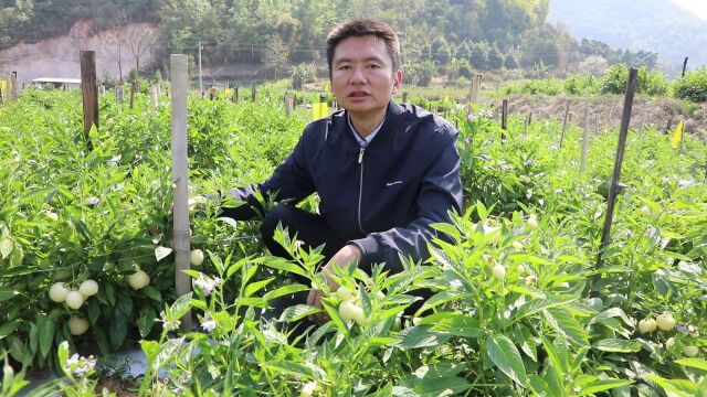 重磅!芒市秋冬季人参果产值有望破亿