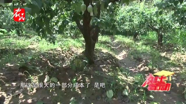 科技助农  无须设施的果园节水灌溉新方式 沟灌