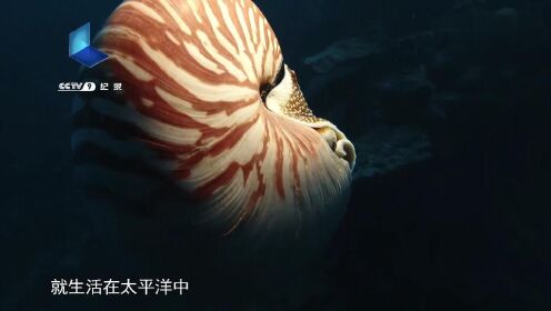 《大太平洋》中的游泳高手 珍珠鹦鹉螺 梵曲配音