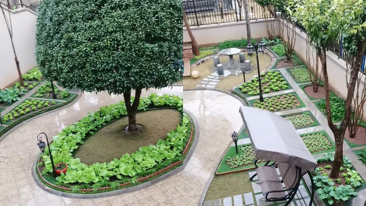 男子别墅中种菜,260平庭院开辟近30块"精品菜园":太赏心悦目