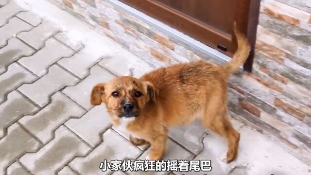 猫来财狗来福,狗狗主动拦住小姐姐去路,有礼貌的样子真让人心疼萌宠万物皆有灵性可爱到爆炸