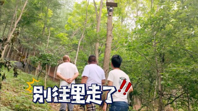 喜看林下好“丰”景 远程监控护航保平安