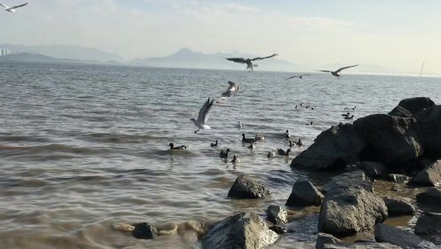 轻松时刻深圳湾海鸥与海浪的声音