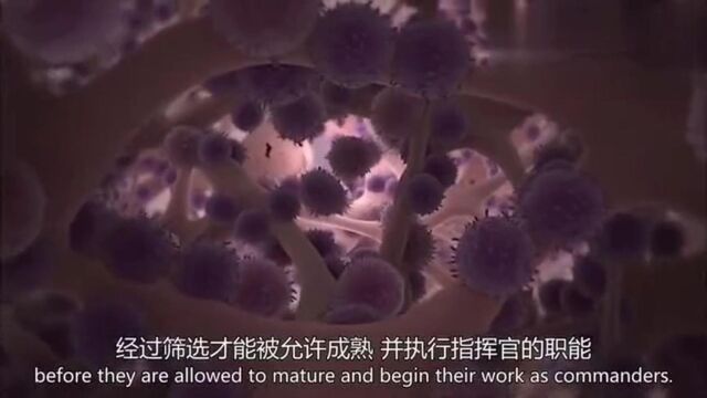 immune cell