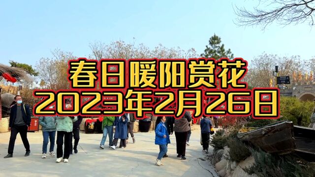 2月26日春日暖阳出门赏花,春天来了万物复苏