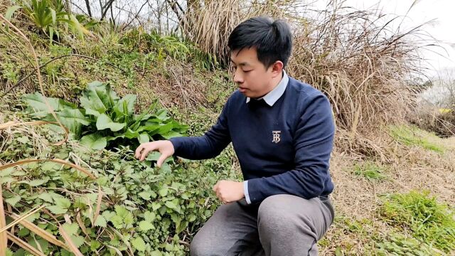 这种人人惧怕的带刺植物,其实是一味美味野菜