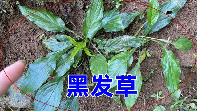 农村不起眼的植物,老人称“黑发草”,很多外省人没见过也不了解