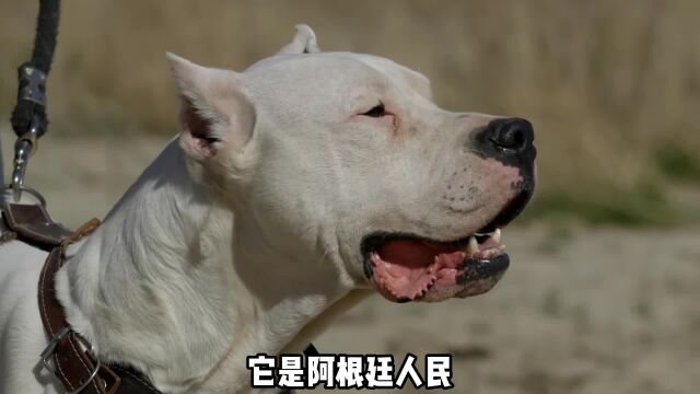 杜高犬绝对算得上猎犬中的顶级,健壮有凶悍但新手很难驾驭