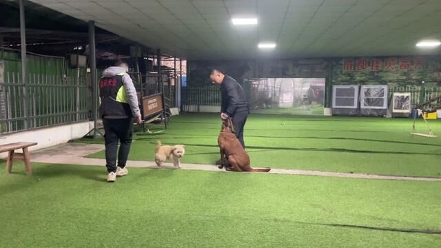 狗如其名的马犬,够莽!!#成都训犬 #训犬 #狗狗的迷惑 #宠物训练学校 #狗狗上学 #马犬训练 #战犬出击