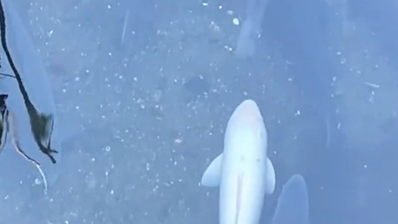 大鱼海棠水下场景