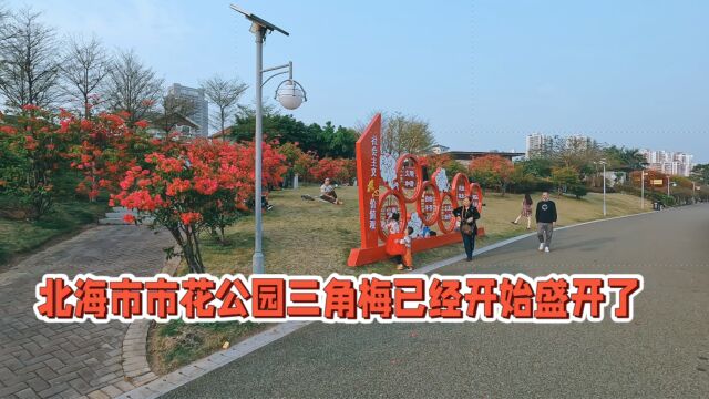 实拍北海市市花公园:三角梅已经盛开,走进公园仿佛置身于花海