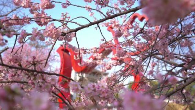 东湖樱花节开幕,赏樱体验再升级