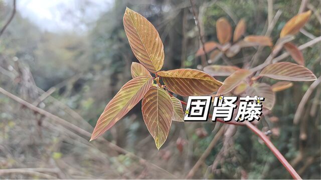 药店名贵中药材“铁包金”全身上下都是宝,遇见别不认识