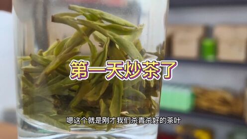 第一天正式炒茶了，青叶龙井43，我特有的试茶方式