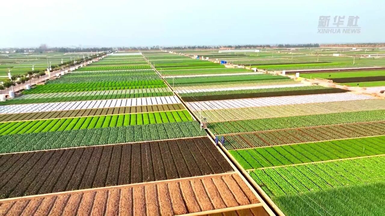 云南春耕"满格电" 通海蔬菜"鲜"出国门