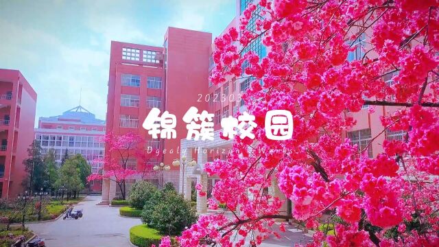 锦簇校园/云南财经大学龙泉路校区南院樱花盛开