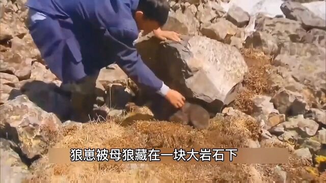 狼可以驯化成狗吗?饱受野狼袭扰的牧民决定以狼治狼,驯化狼崽