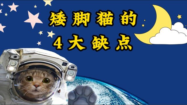 想养矮脚猫,就必须接受这4大缺点!