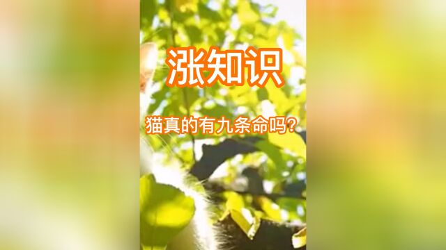 涨知识,猫真的有九条命吗?