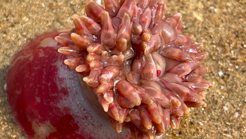 大海退潮后，大庆赶海发现正在开花的红色海葵，好像一块石头