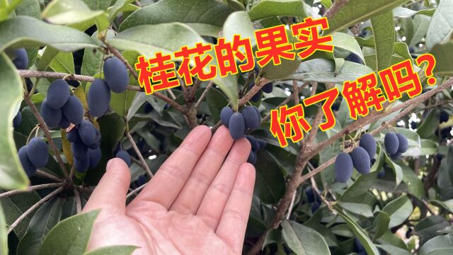 桂花果实似葡萄,桂籽用来煮水帮助大,我也才知道一起了解下