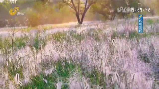 枣庄龟山公园粉黛乱子草迎来盛开期,满目粉色装扮公园,如诗如画