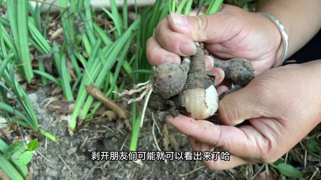 农村常见的植物,老一辈称“毒蛇草”,用途强大,外省人都没见过