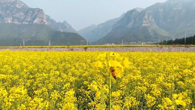 焦作沁阳赵寨村千亩油菜花海:四月春光无限好 正是赏花游览时