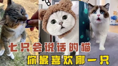 7只会说话的猫咪，看看有没有你喜欢的那一只