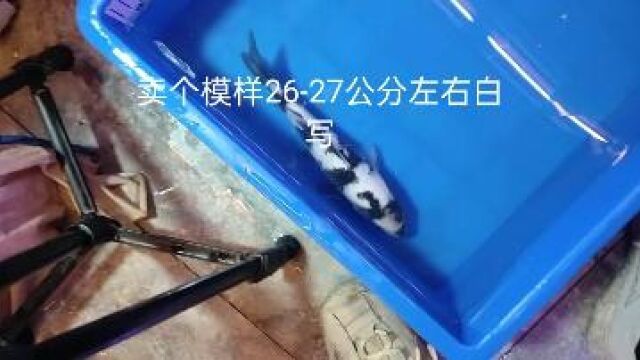 宠物鱼 #宠物卖萌 #激萌动物