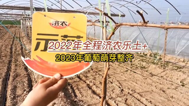 2022年全程#济农方案 ,2023年#阳光玫瑰 萌芽整齐